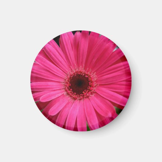Pink Gerbera Daisy Magnet (Vorne)