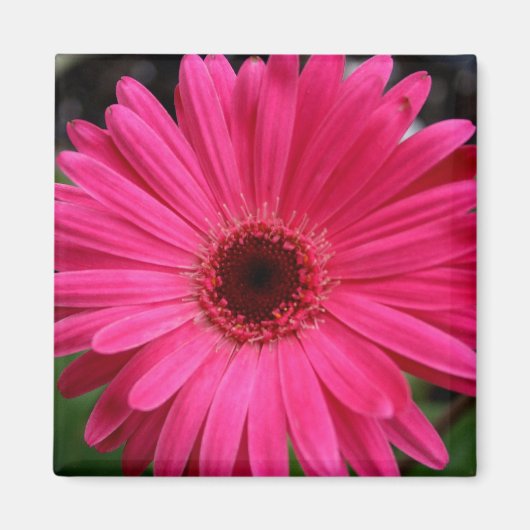 Pink Gerbera Daisy Magnet (Vorne)