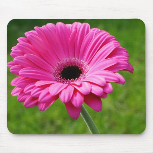Pink Gerbera Daisy Mousepad (Vorne)