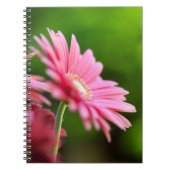 Pink Gerbera Daisy Notizblock (Vorderseite)