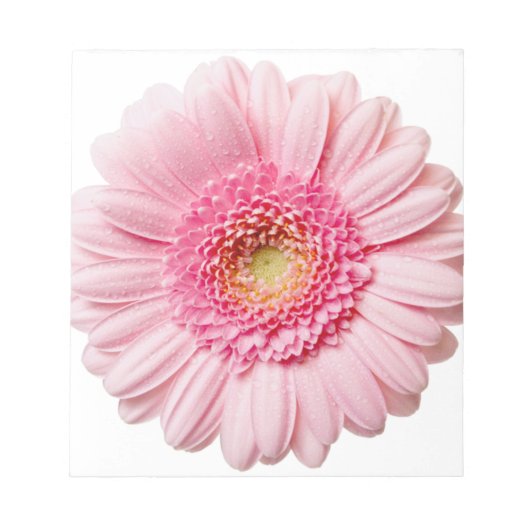 Pink Gerbera Daisy Notizblock (Vorderseite)