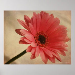 Pink Gerbera Daisy - Photographic Print Poster