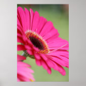 Pink Gerbera Daisy Poster Print (Vorne)