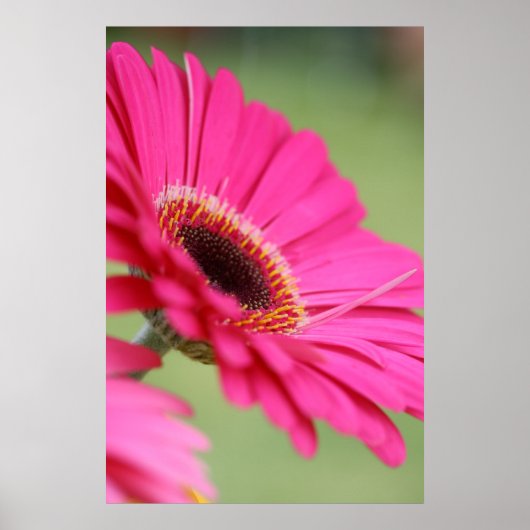 Pink Gerbera Daisy Poster Print (Vorne)