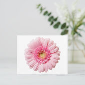 Pink Gerbera Daisy Postkarte (Stehend Vorderseite)
