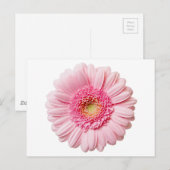 Pink Gerbera Daisy Postkarte (Vorne/Hinten)