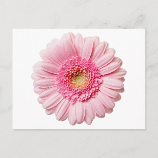 Pink Gerbera Daisy Postkarte (Vorderseite)