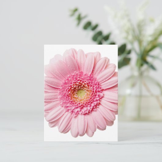 Pink Gerbera Daisy Postkarte (Stehend Vorderseite)