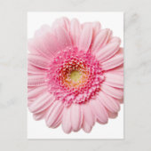 Pink Gerbera Daisy Postkarte (Vorderseite)