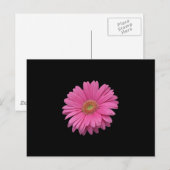 Pink Gerbera Daisy Postkarte (Vorne/Hinten)