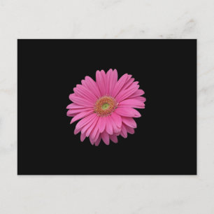 Pink Gerbera Daisy Postkarte