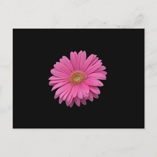 Pink Gerbera Daisy Postkarte (Vorderseite)