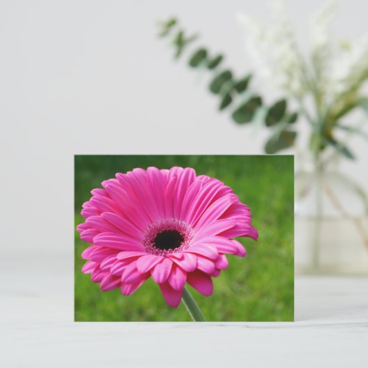 Pink Gerbera Daisy Postkarte (Stehend Vorderseite)
