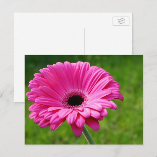 Pink Gerbera Daisy Postkarte (Vorne/Hinten)