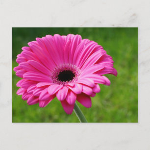 Pink Gerbera Daisy Postkarte