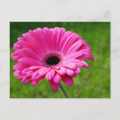 Pink Gerbera Daisy Postkarte (Vorderseite)