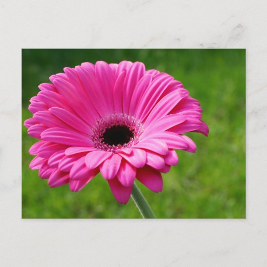 Pink Gerbera Daisy Postkarte (Vorderseite)