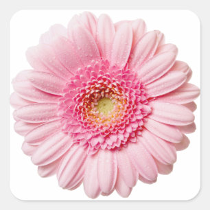 Pink Gerbera Daisy Quadratischer Aufkleber
