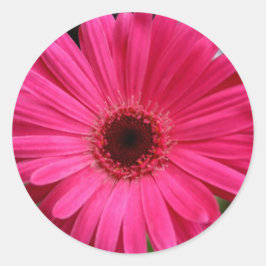 Pink Gerbera Daisy Runder Aufkleber