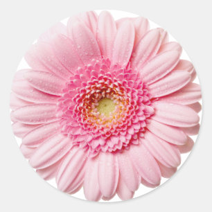 Pink Gerbera Daisy Runder Aufkleber