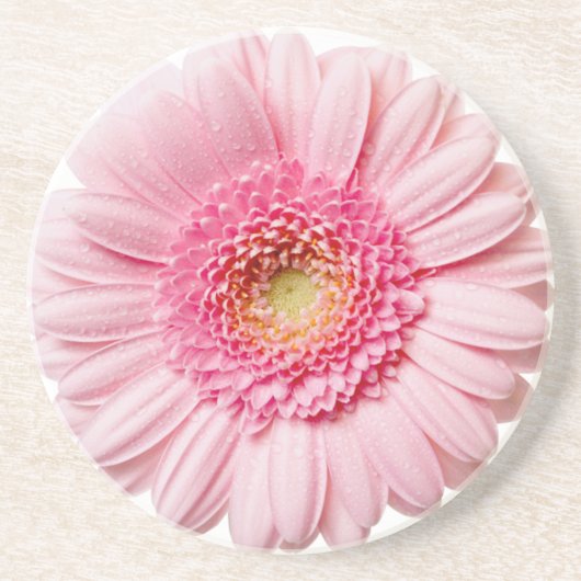 Pink Gerbera Daisy Untersetzer (Vorne)