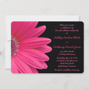 Pink Gerbera Daisy zur Einladung zur Schwarzen Hoc
