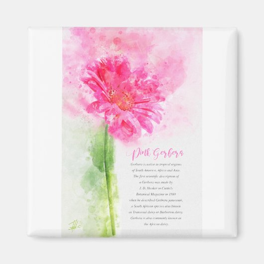 Pink Gerbera Magnet (Vorne)