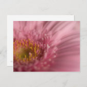 Pink Gerbera - Postkarte (Vorne/Hinten)