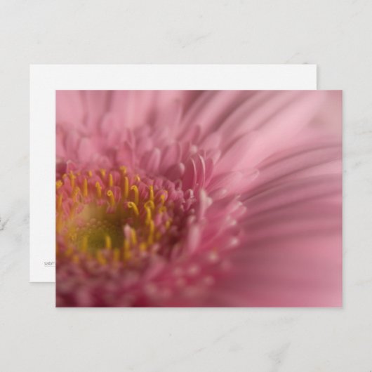 Pink Gerbera - Postkarte (Vorne/Hinten)