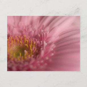 Pink Gerbera - Postkarte
