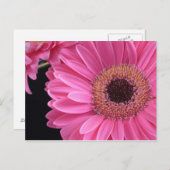 Pink Gerbera Postkarte (Vorne/Hinten)