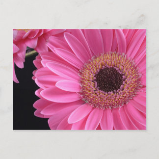 Pink Gerbera Postkarte
