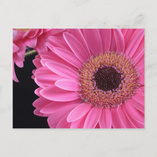 Pink Gerbera Postkarte (Vorderseite)