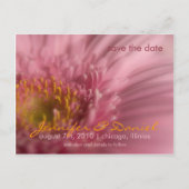 Pink Gerbera Save the Date Postcard Ankündigungspostkarte (Vorderseite)