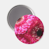 Pink Gerberas Magnet (Vorderseite/Rückseite)