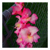 Pink Gladiola Blume Perfektes Poster (Vorderseite)