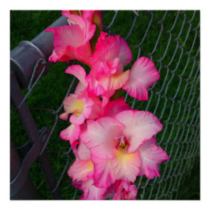 Pink Gladiola Blume Perfektes Poster