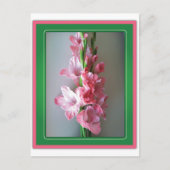 Pink Gladiolus Postkarte (Vorderseite)
