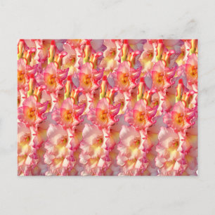 Pink Gladiolus Postkarte