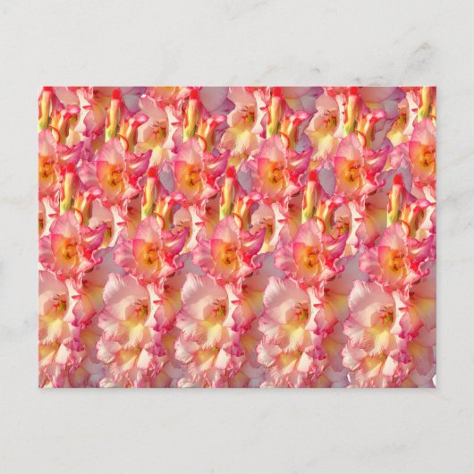 Pink Gladiolus Postkarte (Vorderseite)