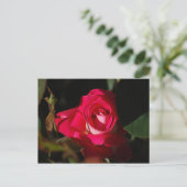 Pink Gorgeous Rose Blume Postkarte (Stehend Vorderseite)