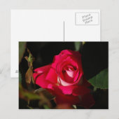 Pink Gorgeous Rose Blume Postkarte (Vorne/Hinten)