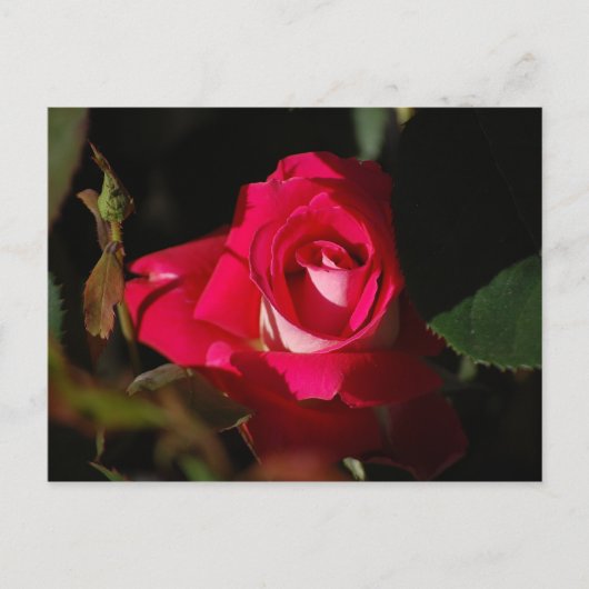 Pink Gorgeous Rose Blume Postkarte (Vorderseite)