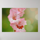 Pink Happy Sunshine Gladiolus Blume Künstlerisch Poster (Vorne)
