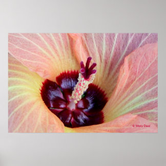 Pink Hau Blossom Poster