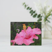Pink Hawaii Hibiskus Postkarte (Stehend Vorderseite)