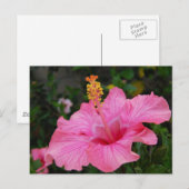 Pink Hawaii Hibiskus Postkarte (Vorne/Hinten)