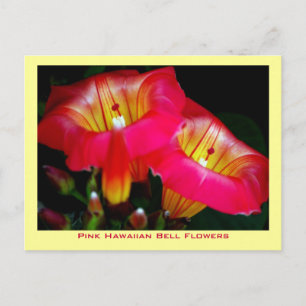 Pink Hawaiian Bell Blume Postkarte