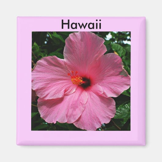 Pink Hawaiian Hibiskus Magnet (Vorne)