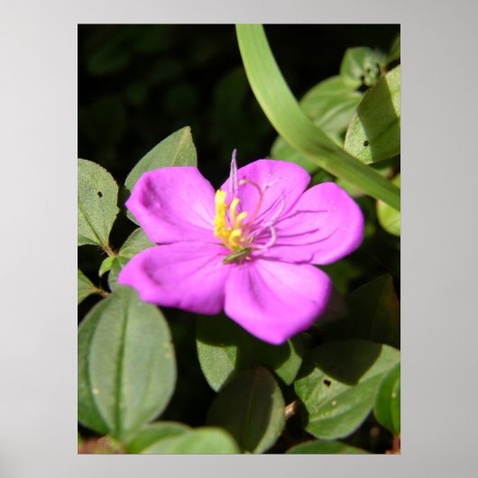 Pink Hawaiian Plumeria Poster (Vorne)